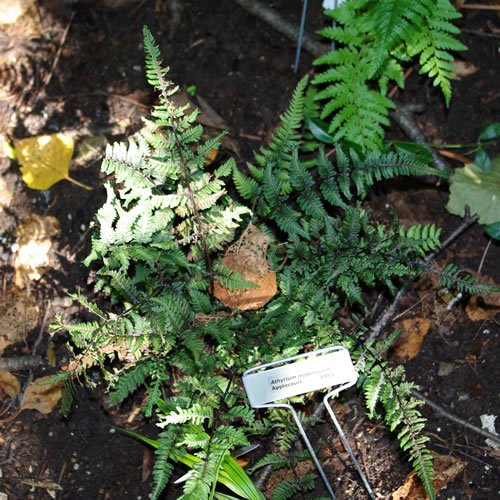 Athyrium nipponicum Applecourt 